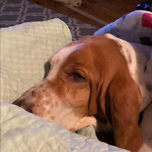 Meet your Posher, Molly